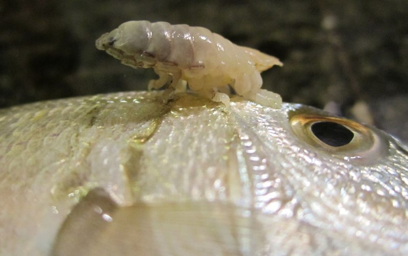 Мокрица-паразит Cymothoa exigua