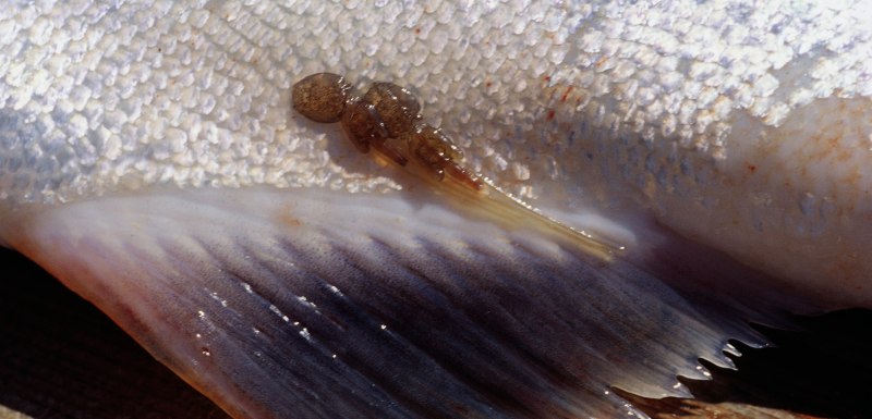 Sea lice