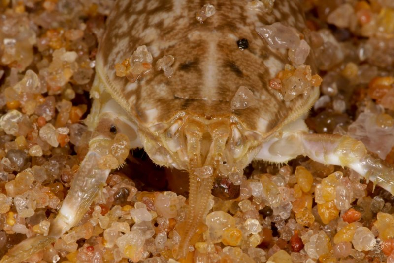 Sea lice