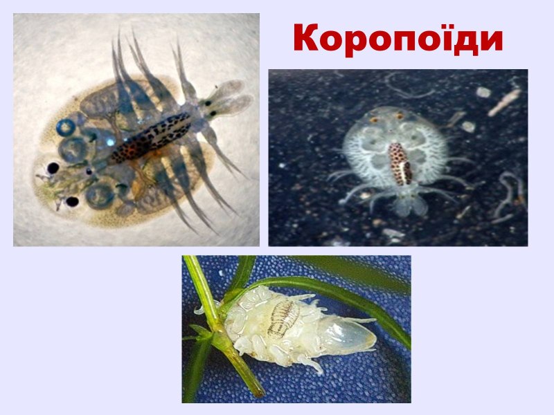 Коропоиды ракообразные