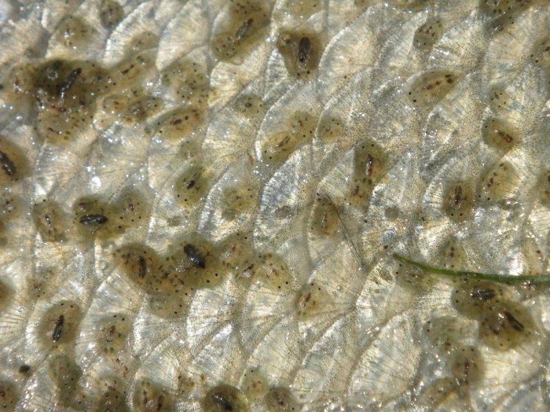 Argulus foliaceus