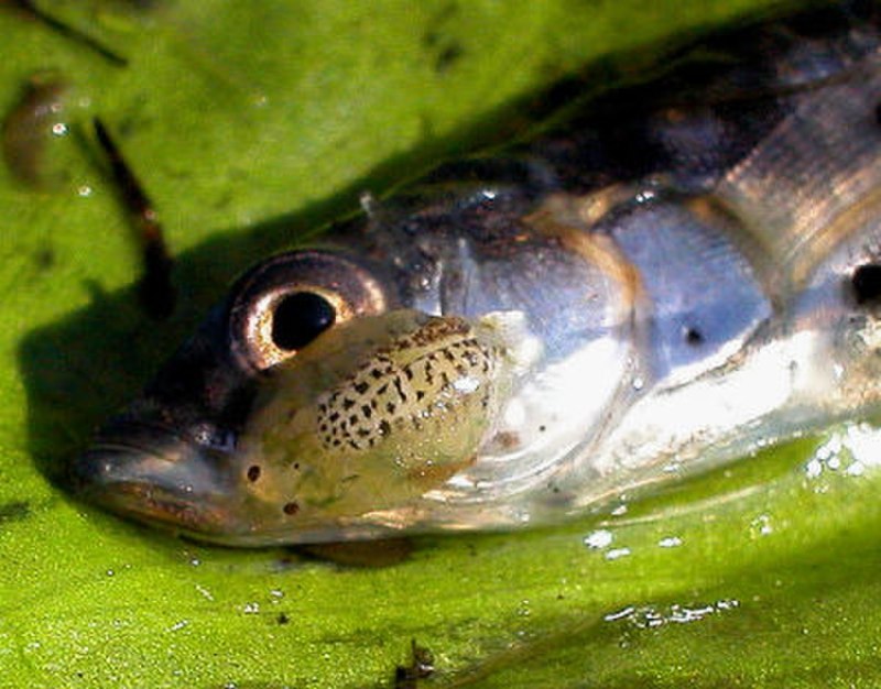 Branchiura (карпоеды)