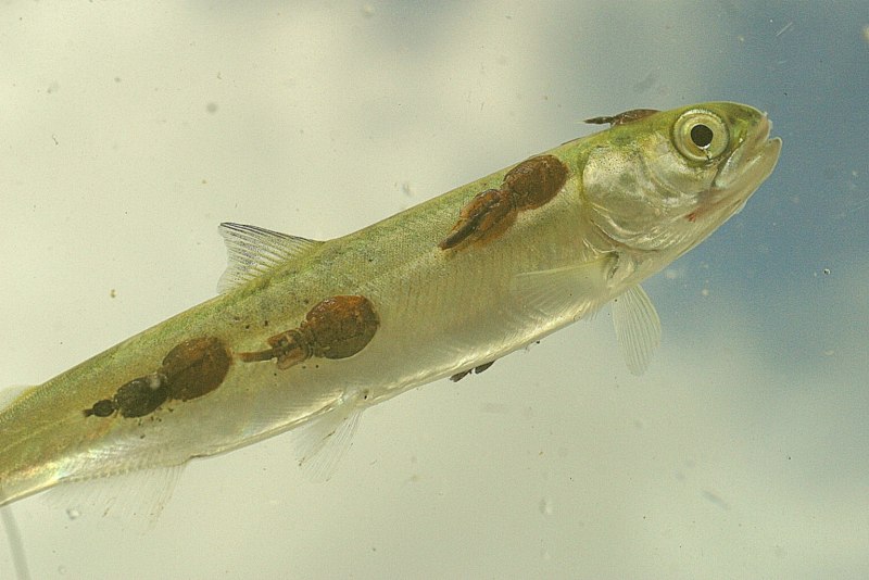 Карповая вошь (Argulus foliaceus)