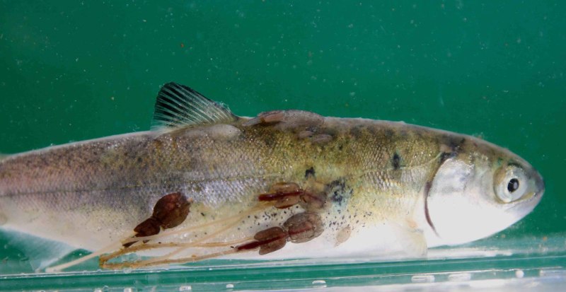 Sea lice