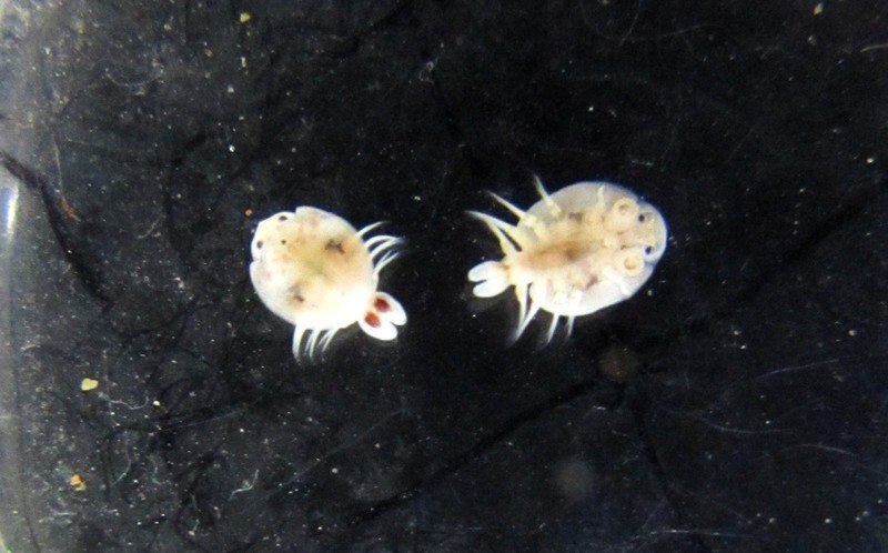 Branchiura (карпоеды)