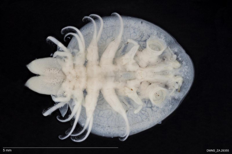 Branchiura (карпоеды)