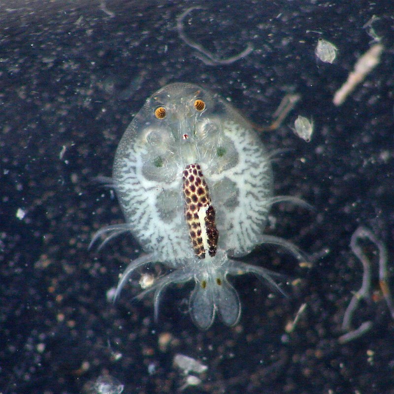 Branchiura (карпоеды)