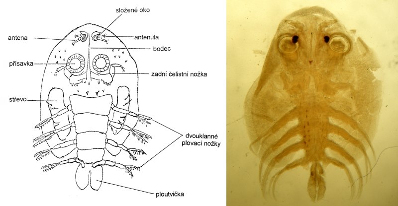 Argulus foliaceus