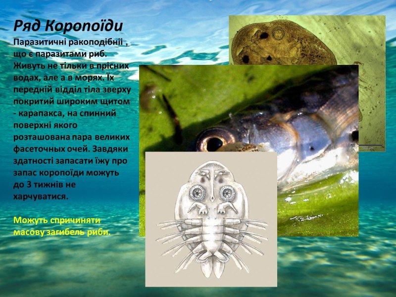 Коропоїди який ряд
