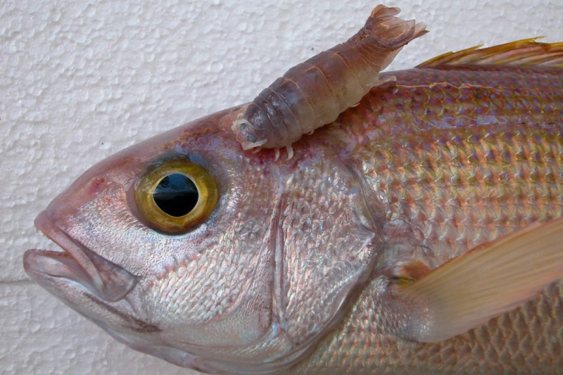Pristipomoides filamentosus