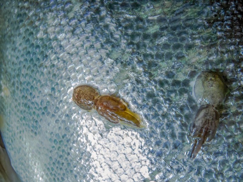 Лососевая морская вошь