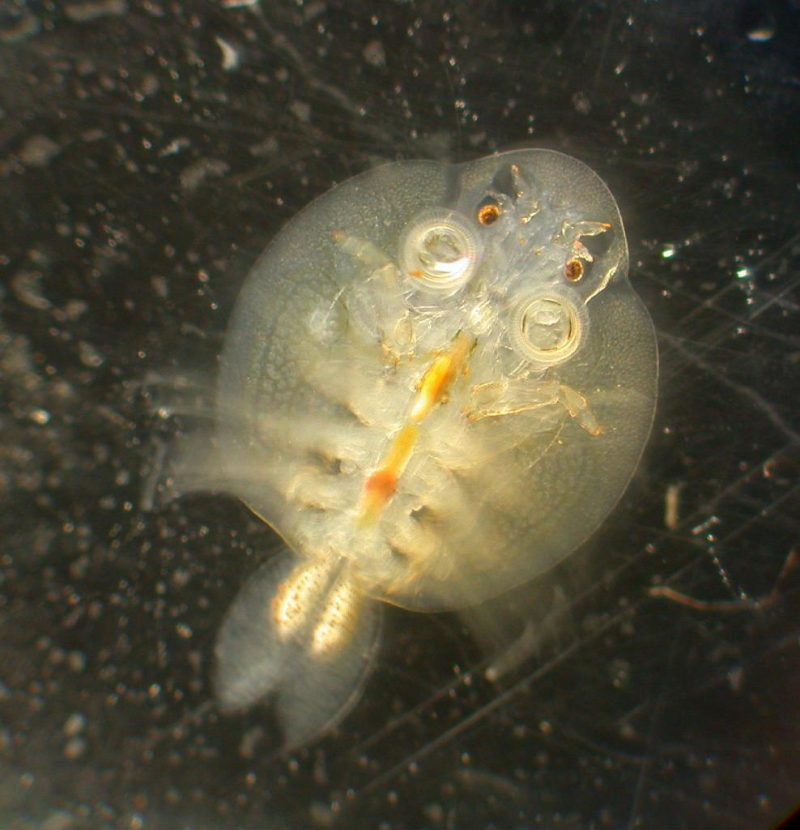 Карповая вошь (Argulus foliaceus)
