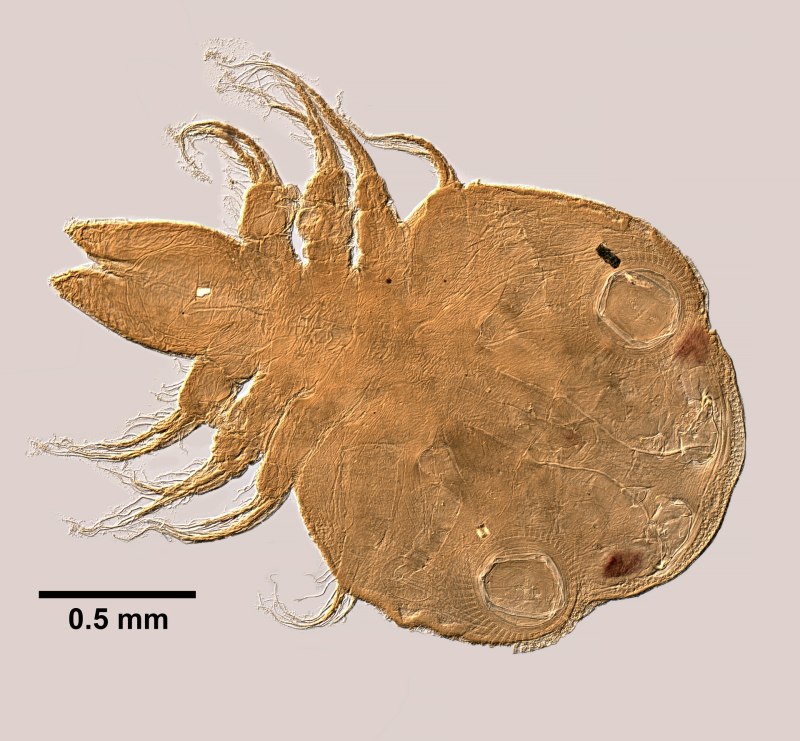 Argulus japonicus