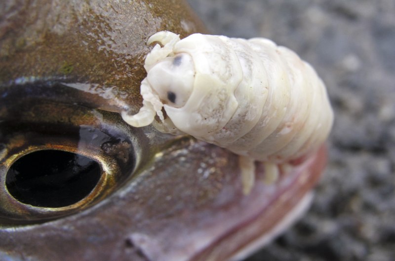 Мокрица, пожирающая язык (Cymothoa exigua)