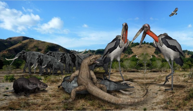 Leptoptilos robustus