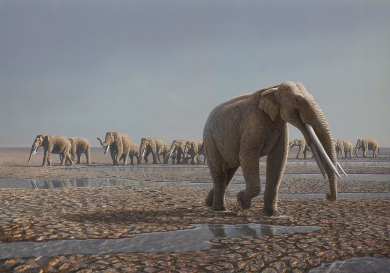 Stegotetrabelodon syrticus