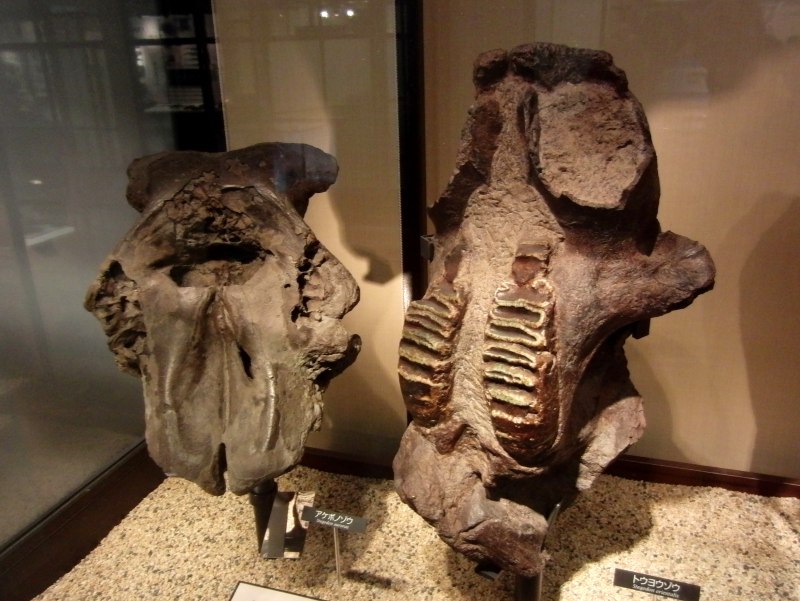 Stegodon orientalis