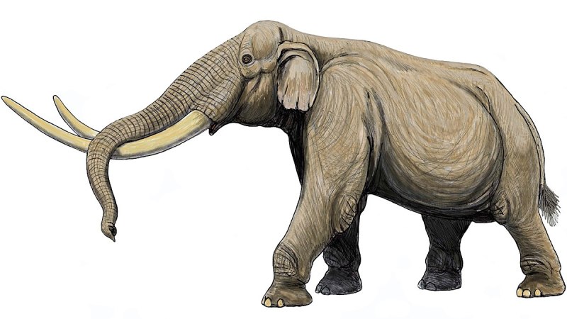 Stegodon Ganesa