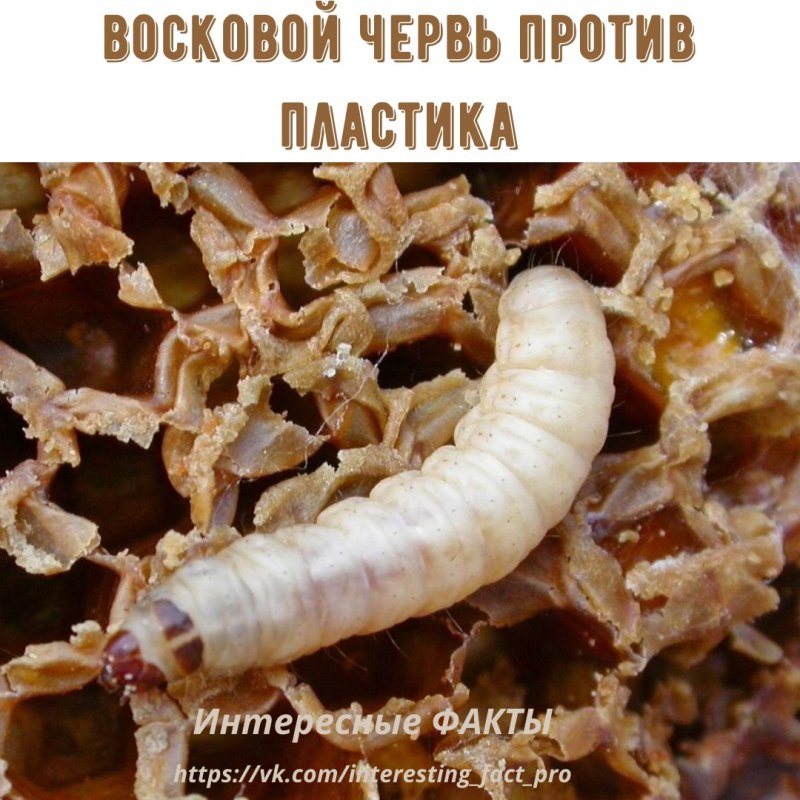 Восковая моль Galleria mellonella