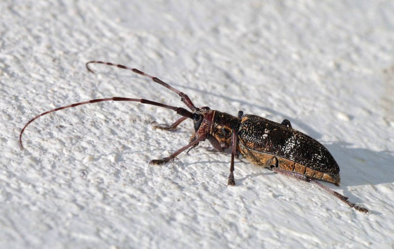 Monochamus scutellatus