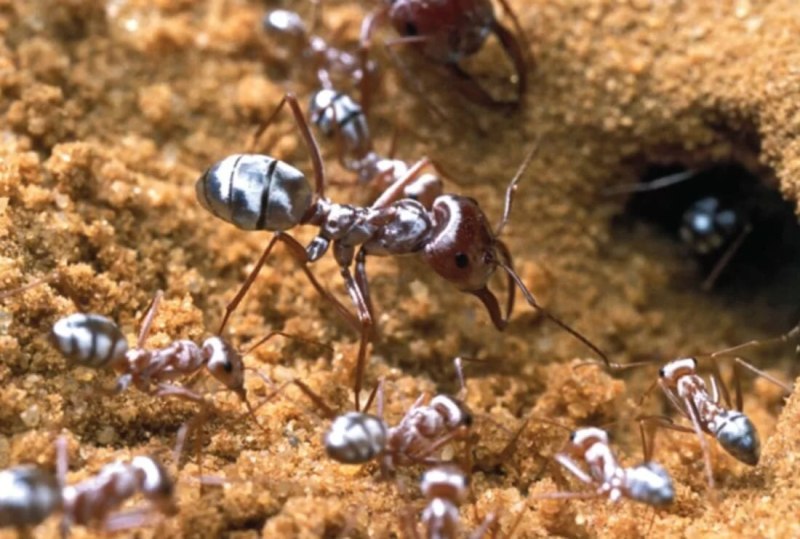 Cataglyphis bombycina