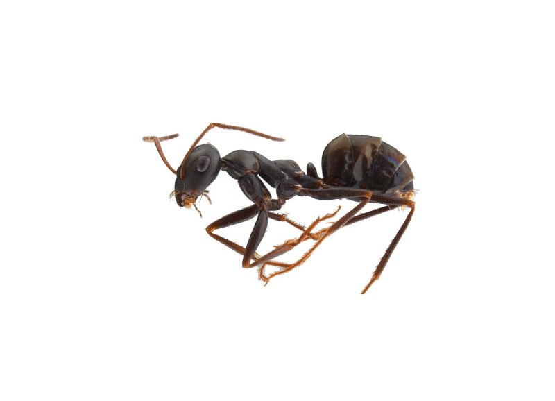 Степной бегунок (Cataglyphis aenescens)