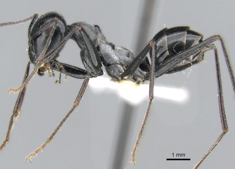 Cataglyphis Velox