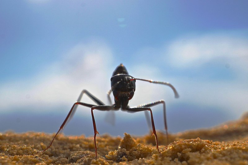 Cataglyphis Fortis