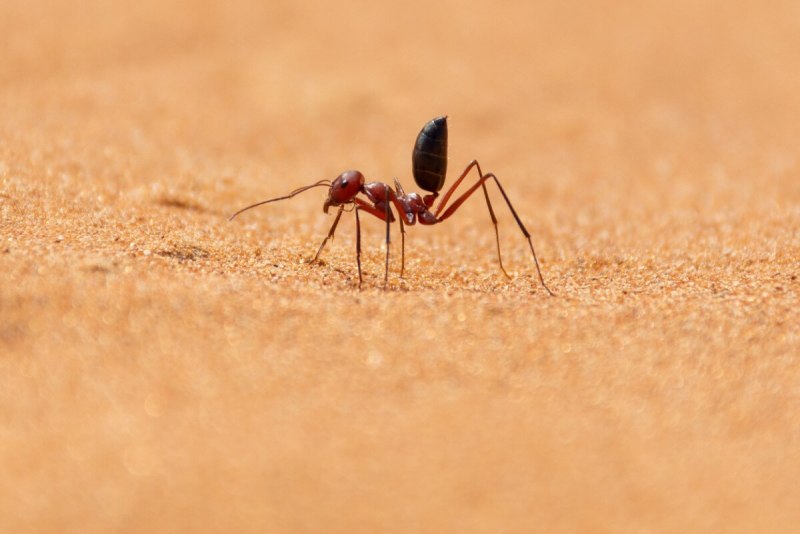 Муравей-бегунок Cataglyphis bicolor.
