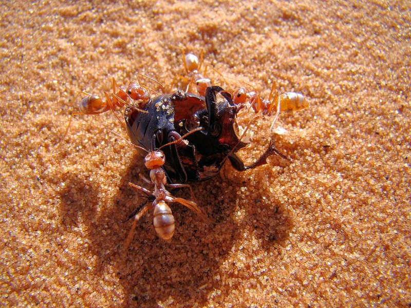 Сахарском Серебряном муравье (Cataglyphis bombycina).