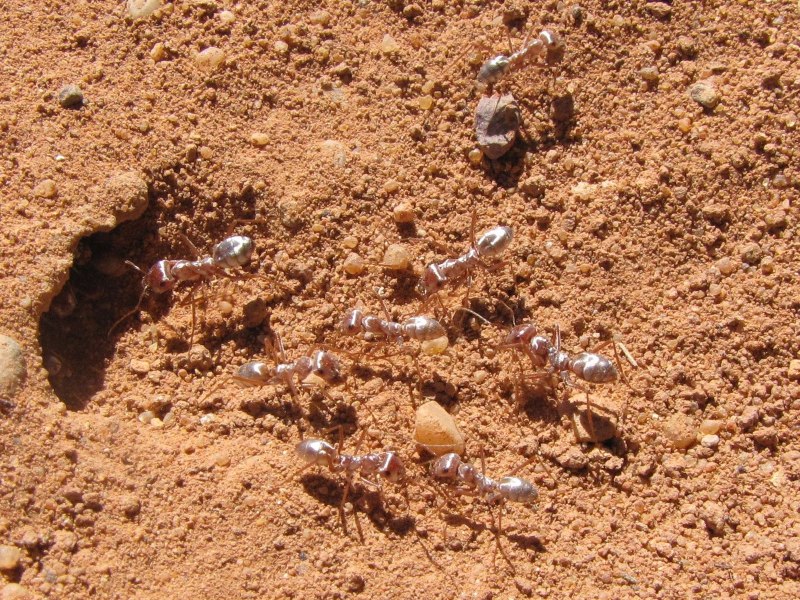 Cataglyphis bombycina