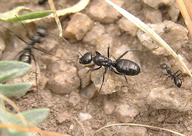 Степной бегунок (Cataglyphis aenescens)