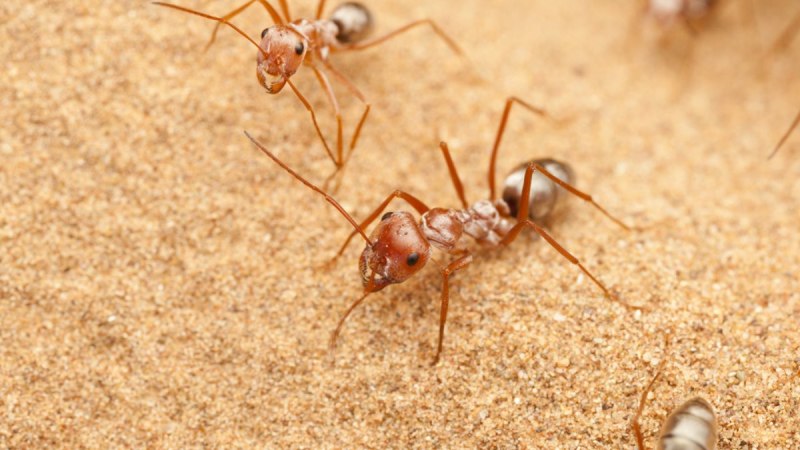 Cataglyphis bombycina