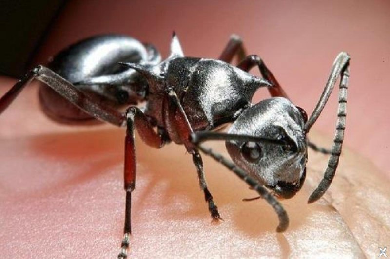 Cataglyphis bombycina