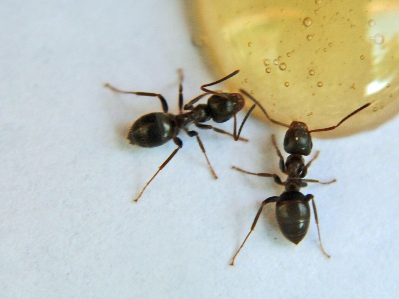 Муравей золотой сахар the Ants