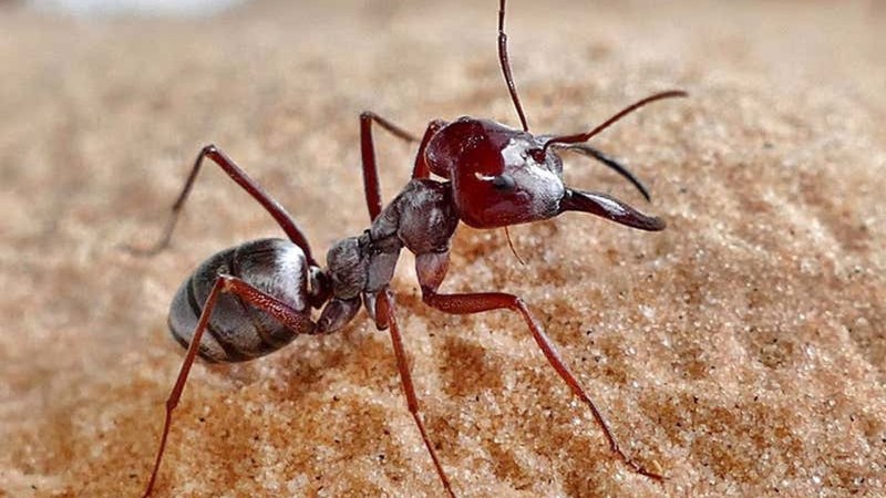 Cataglyphis bombycina