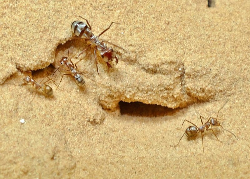 Сахарском Серебряном муравье (Cataglyphis bombycina).