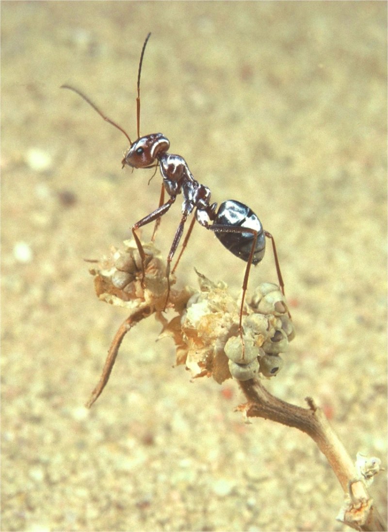 Cataglyphis bombycina
