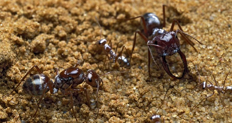 Cataglyphis bombycina