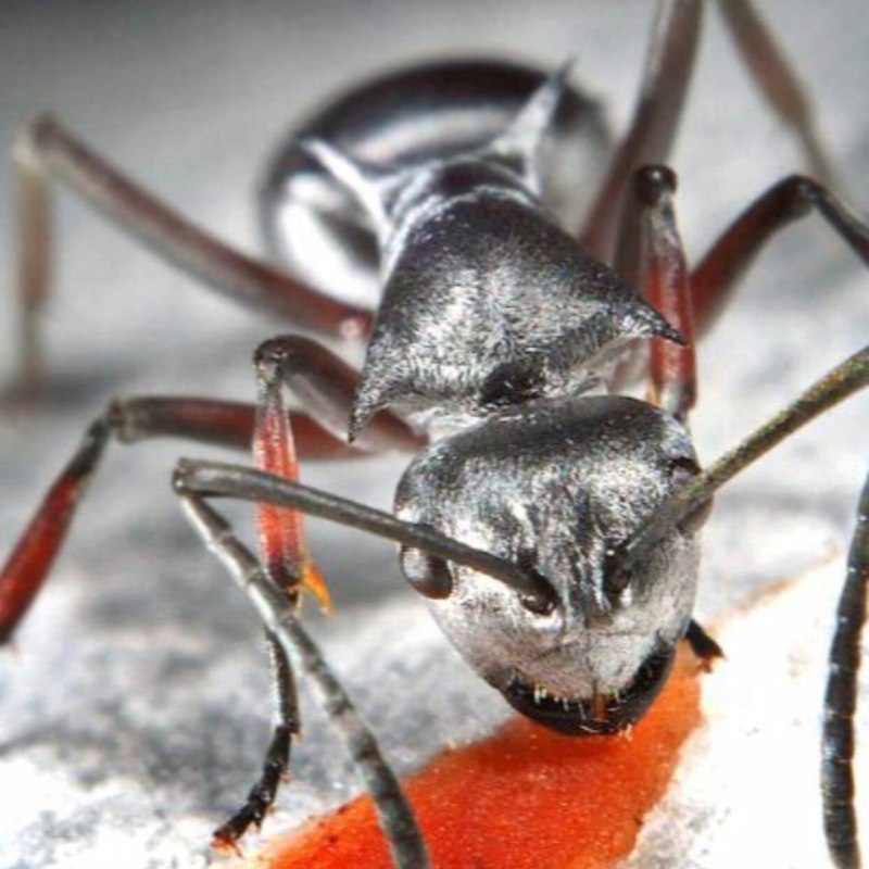 Муравьи Cataglyphis bombycina