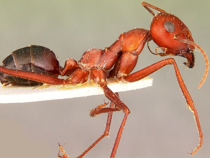 Cataglyphis emeryi