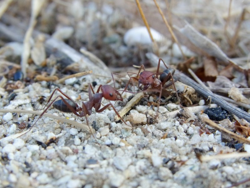 Муравей Cataglyphis Nodus