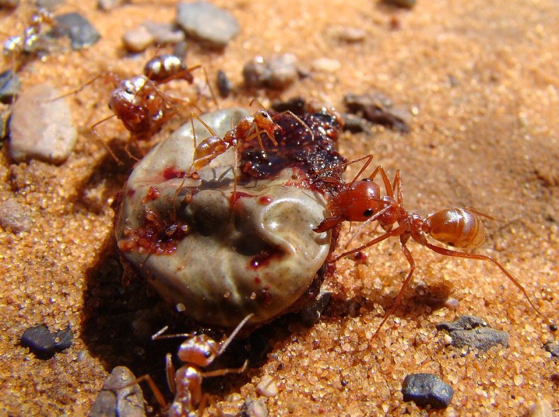 Cataglyphis bombycina