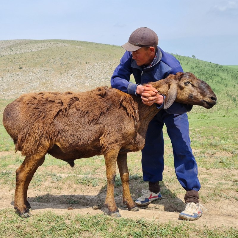 Баран Гиссарский Казахстан
