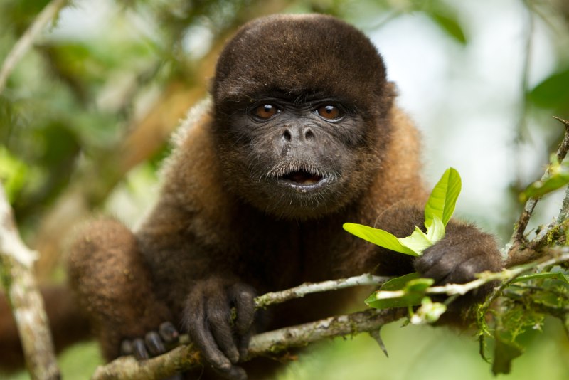 Yellow-tailed Woolly Monkey