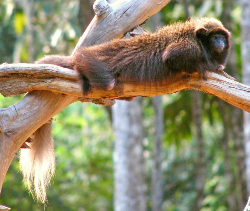 Callicebus nigrifrons
