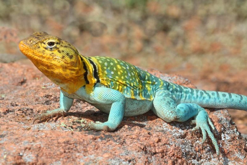 Ящерицы (Crotaphytus collaris