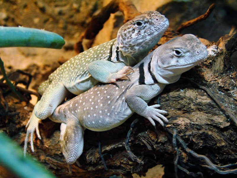 Ошейниковая игуана (Crotaphytus collaris)