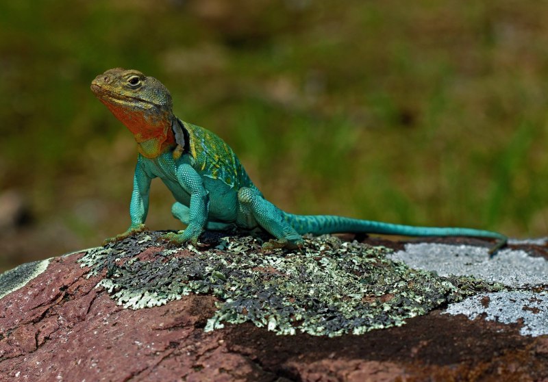 Ящерицы (Crotaphytus collaris