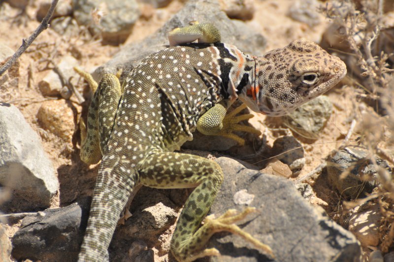 : Tropidurus peruvianus